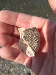 Strongylocentrotus intermedius