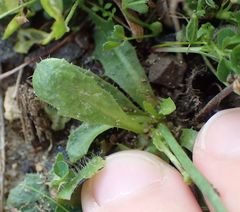Hypochaeris radicata
