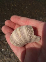 Strongylocentrotus intermedius
