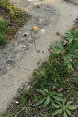 Hypochaeris radicata