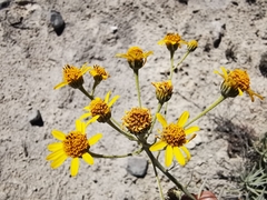 Verbesina hintoniorum