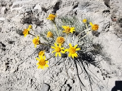 Verbesina hintoniorum