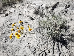 Verbesina hintoniorum