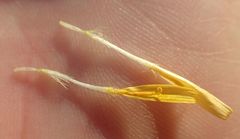 Hypochaeris radicata