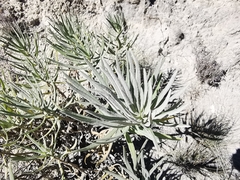 Verbesina hintoniorum