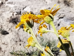 Verbesina hintoniorum