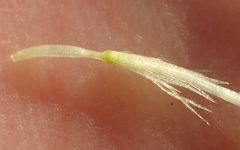 Hypochaeris radicata