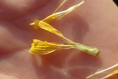 Hypochaeris radicata