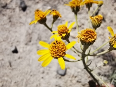 Verbesina hintoniorum