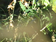Vireo solitarius