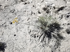 Verbesina hintoniorum