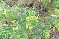 Euphorbia saratoi