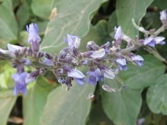 Calopogonium caeruleum