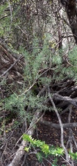 Asparagus racemosus