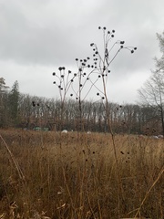Silphium terebinthinaceum