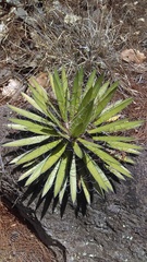 Agave schidigera