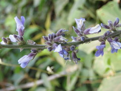 Calopogonium caeruleum