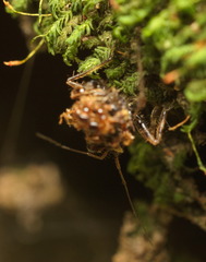 Acanthaspis westermanni