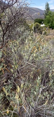 Calobota cytisoides