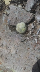 Mammillaria densispina