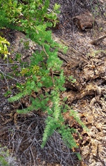 Asparagus racemosus