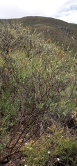 Calobota cytisoides