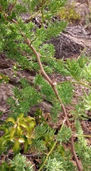 Asparagus racemosus