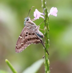 Urbanus proteus domingo