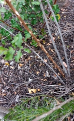Asparagus racemosus