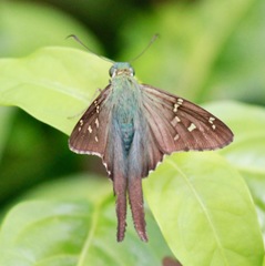 Urbanus proteus domingo