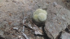 Mammillaria densispina