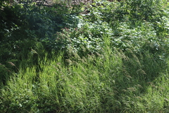 Rubus phoenicolasius