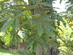 Cossinia pinnata