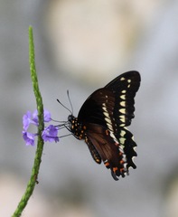 Battus polydamas polycrates