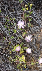 Drosanthemum giffenii
