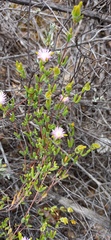 Drosanthemum giffenii