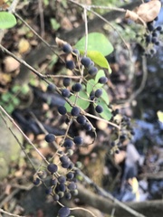 Ligustrum sinense
