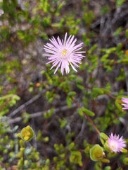 Drosanthemum giffenii