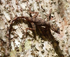 Anolis brevirostris