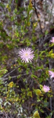 Drosanthemum giffenii