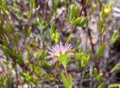 Drosanthemum giffenii