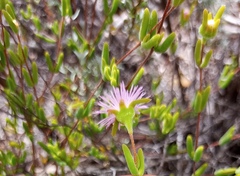 Drosanthemum giffenii