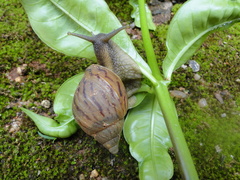 Gastropoda
