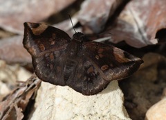 Eantis papinianus