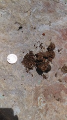 Bassariscus