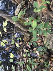 Ligustrum sinense