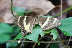 Heraclides machaonides