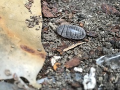 Homoeogamia mexicana