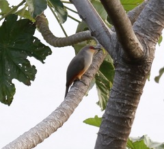 Coccyzus longirostris