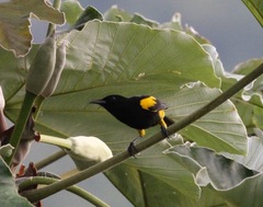 Icterus dominicensis